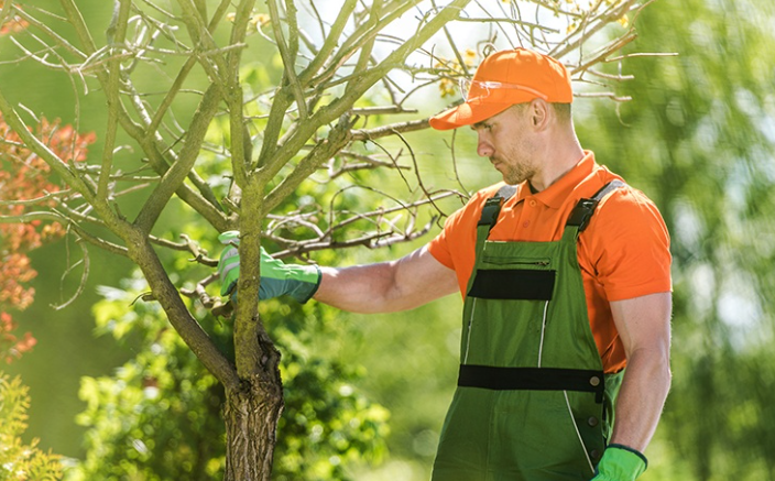 Tree Care Importance
