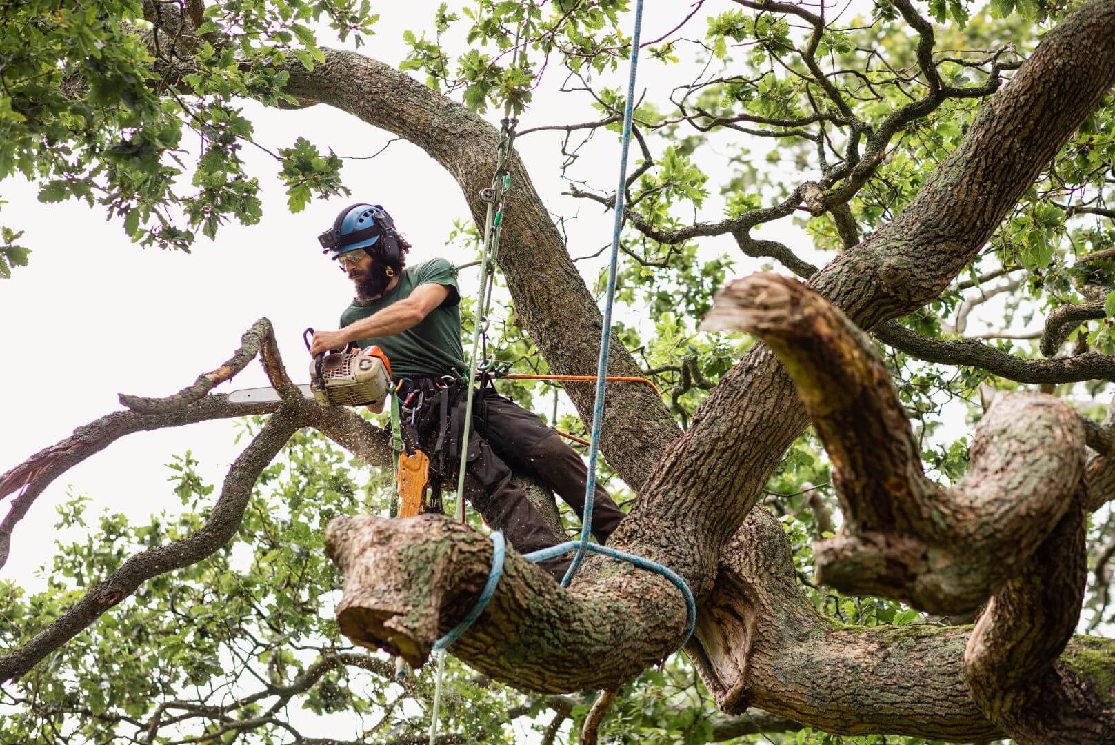 Arbor Expertise gallery 8