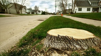 Tree Trimming Lake Forest - Stump Removal