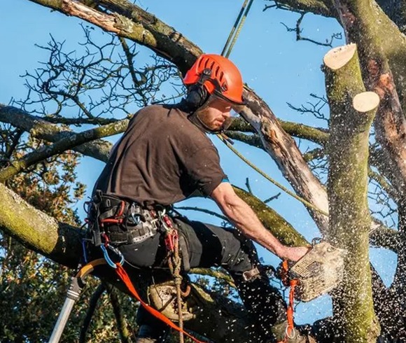 Tree Trimming Lake Forest -Tree Trimming Services